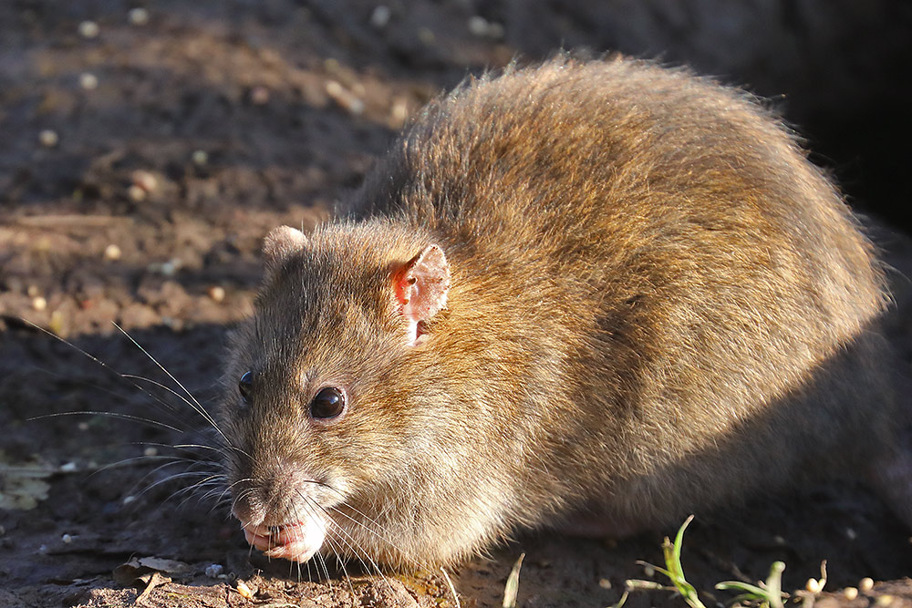 brown rat